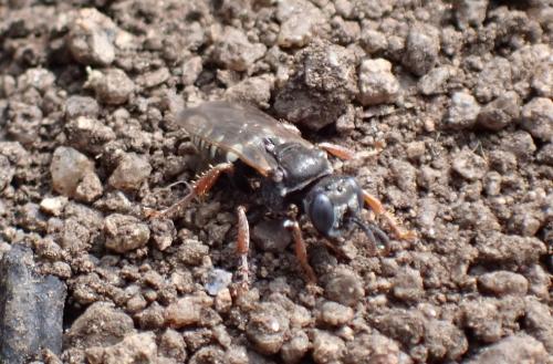 Oxybelus uniglumis